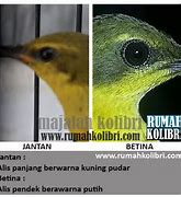 Bedanya Burung Sogon Jantan Dan Betina