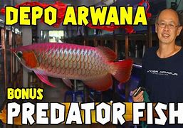 Slot Baru Ikan Arwana Hari Ini Keluar Berapa Ya