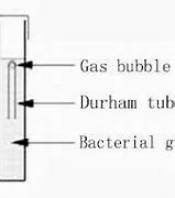 Tabung Durham Dan Tabung Reaksi